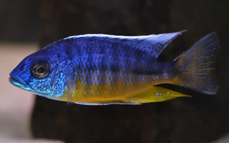 Protomelas sp. 'spilonotus tanzania'